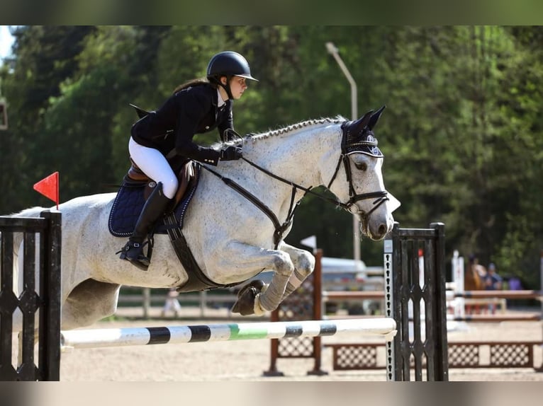 Latvian Warmblood Mare 8 years 16,2 hh Gray in Ryga