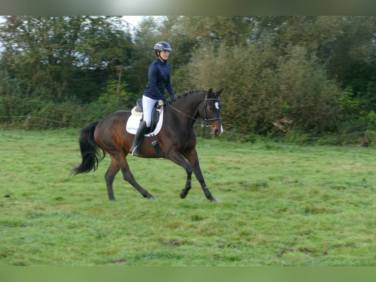 Latvian Warmblood Mare 8 years 16 hh Bay-Dark in Ganschow