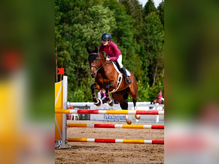 Latvian Warmblood Mare 8 years 16 hh Bay in Sigulda