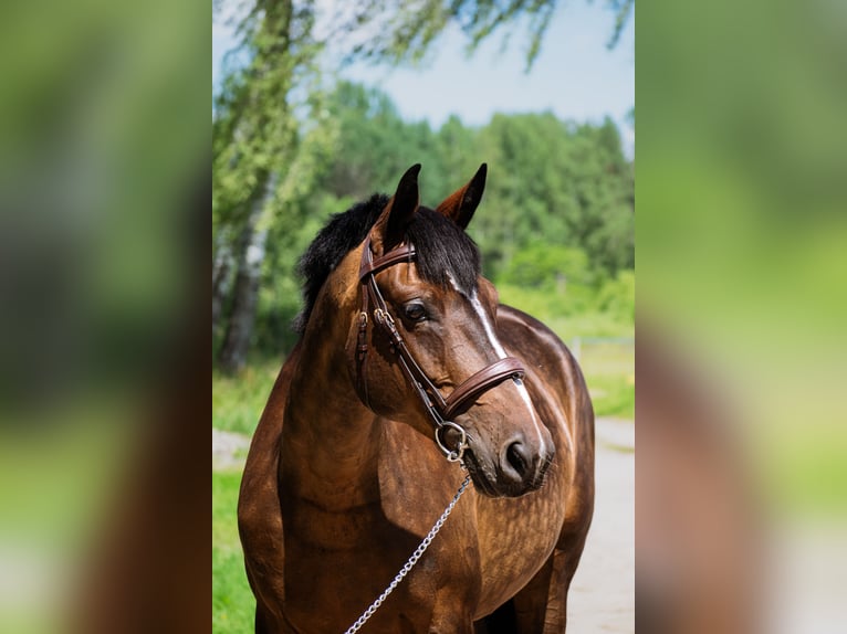 Latvian Warmblood Mare 8 years 16 hh Bay in Sigulda
