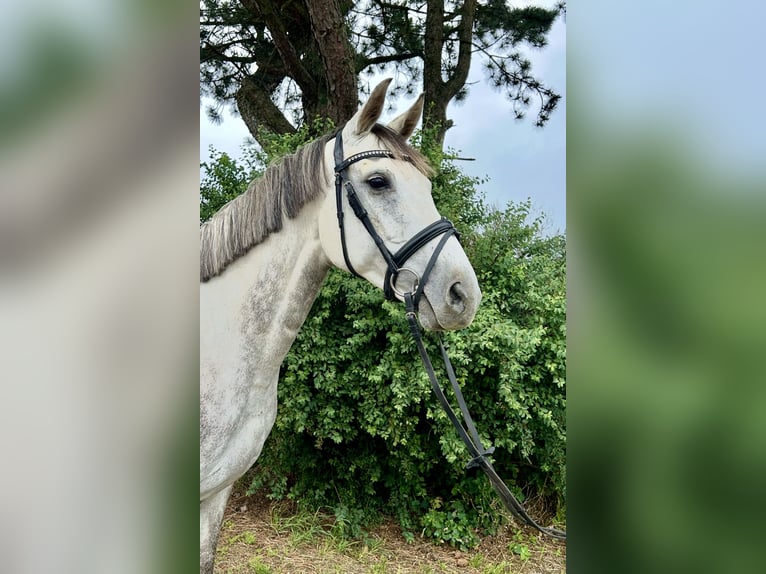 Latvian Warmblood Mare 9 years 15,1 hh Gray in Pelmberg