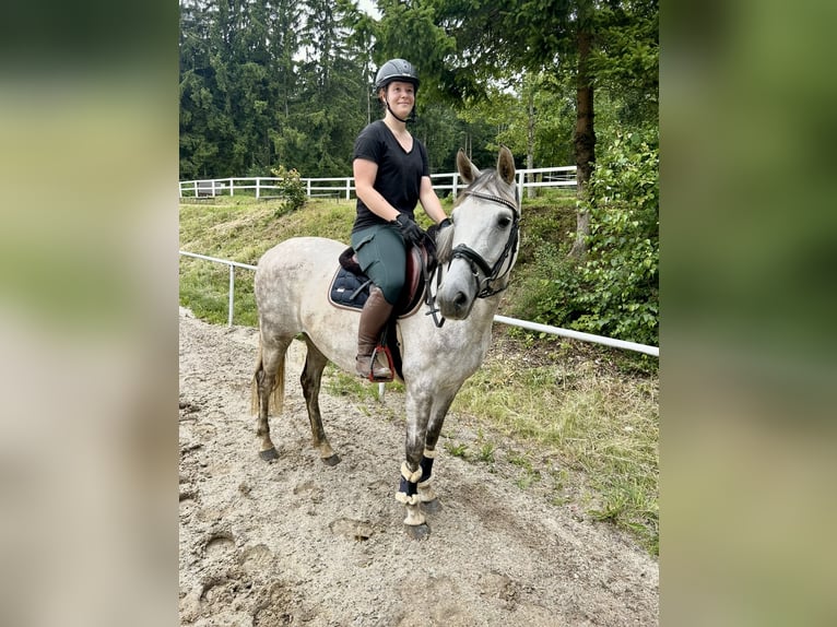 Latvian Warmblood Mare 9 years 15,1 hh Gray in Pelmberg