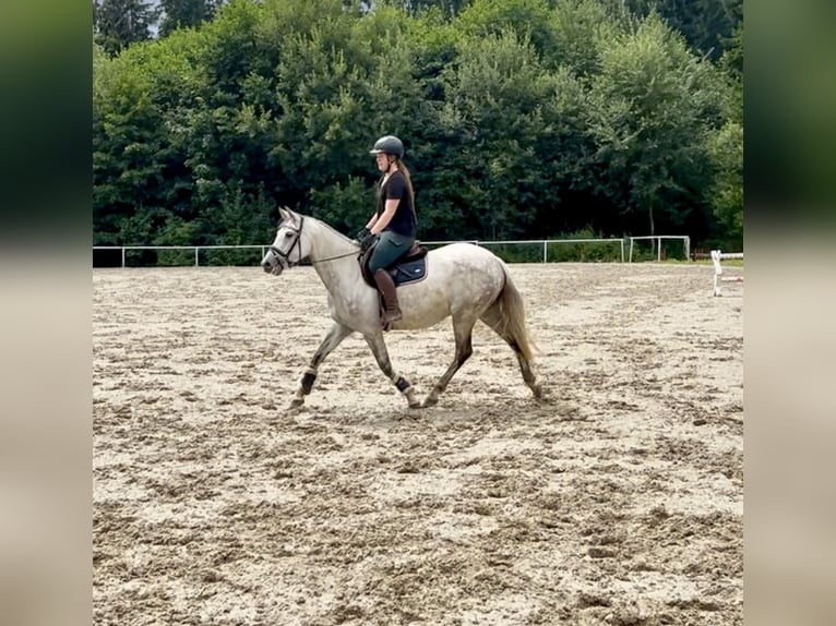 Latvian Warmblood Mare 9 years 15,1 hh Gray in Pelmberg