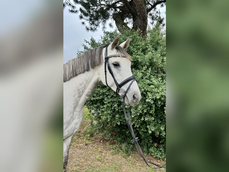 Latvian Warmblood Mare 9 years 15,1 hh Gray in Pelmberg