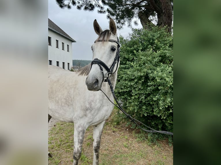 Latvian Warmblood Mare 9 years 15,1 hh Gray in Pelmberg