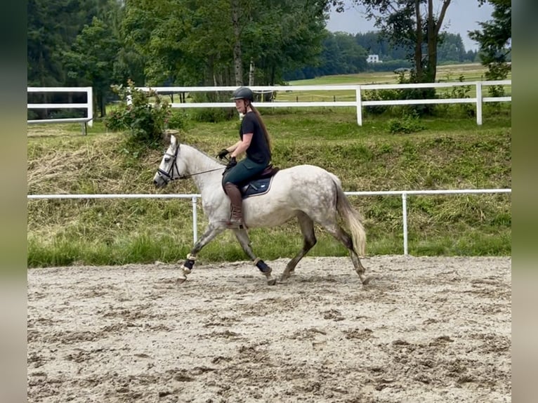 Latvian Warmblood Mare 9 years 15,1 hh Gray in Pelmberg