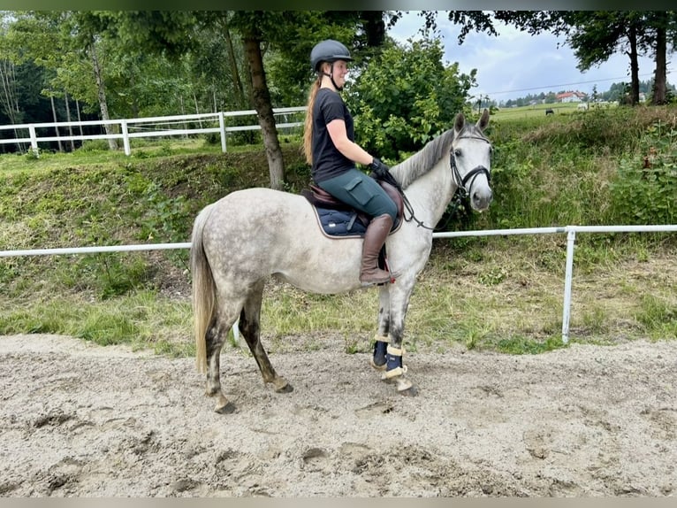 Latvian Warmblood Mare 9 years 15,1 hh Gray in Pelmberg