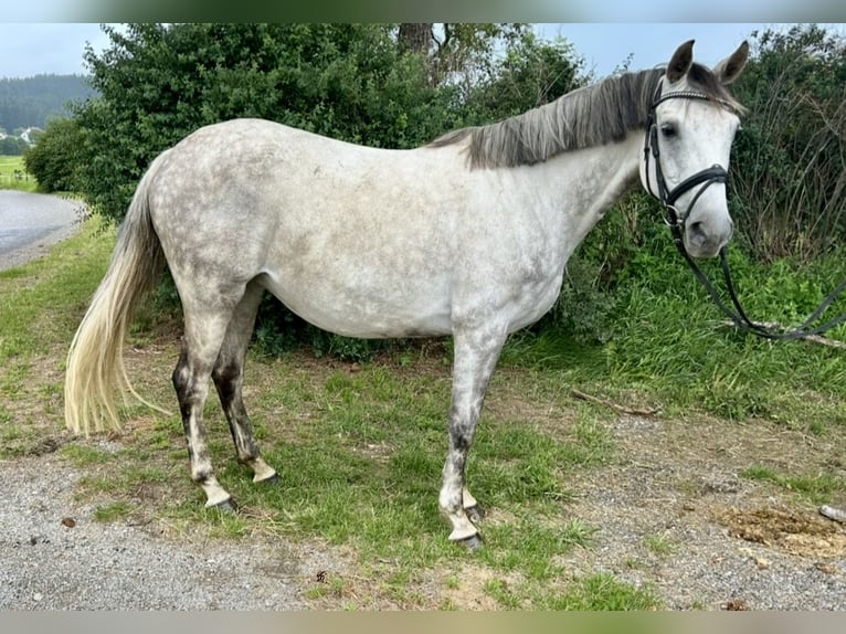 Latvian Warmblood Mare 9 years 15,1 hh Gray in Pelmberg