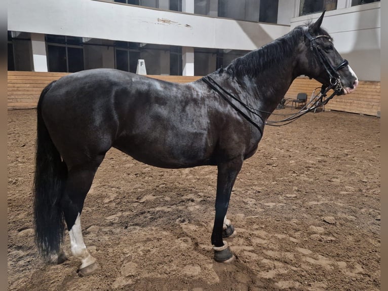 Latvian Warmblood Mare 9 years 16,1 hh Black in Riga