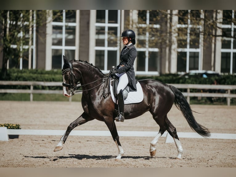 Latvian Warmblood Mare 9 years 16,1 hh Black in Riga