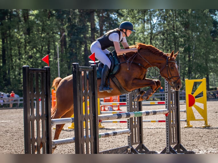 Latvian Warmblood Mare 9 years 16 hh Chestnut in Sigulda