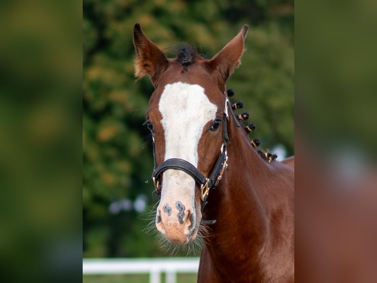 Latvian Warmblood Stallion Foal (06/2026) 16.2 hh Bay in LIEPAJA