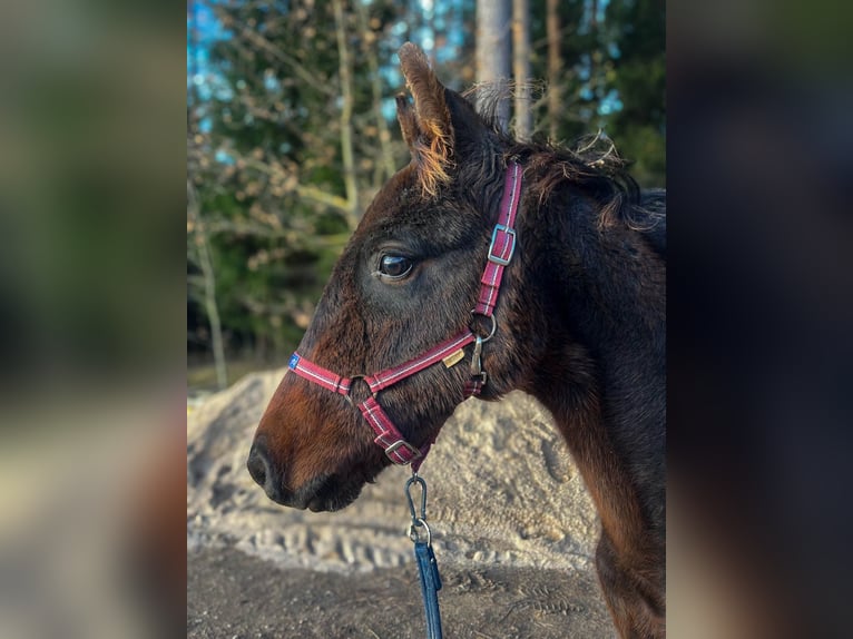 Latvian Warmblood Stallion Foal (04/2024) 16 hh Bay-Dark in Zentene