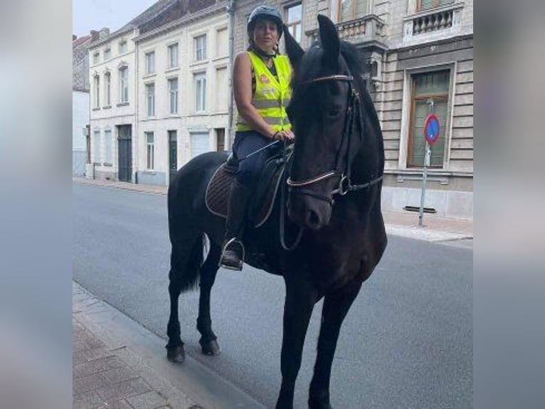 Leasepaard gezocht oost- vlaanderen, Belgie