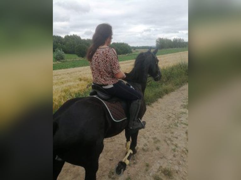 Leasepaard gezocht oost- vlaanderen, Belgie