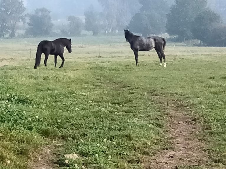 Leasepaard gezocht oost- vlaanderen, Belgie