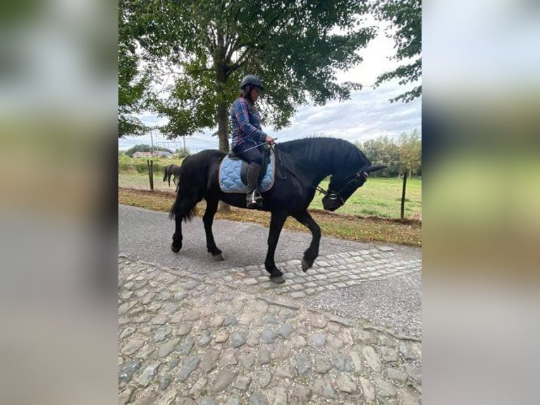 Leasepaard gezocht oost- vlaanderen, Belgie