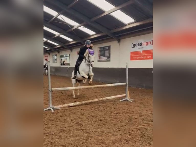 Lease/Trainpaardje gezocht