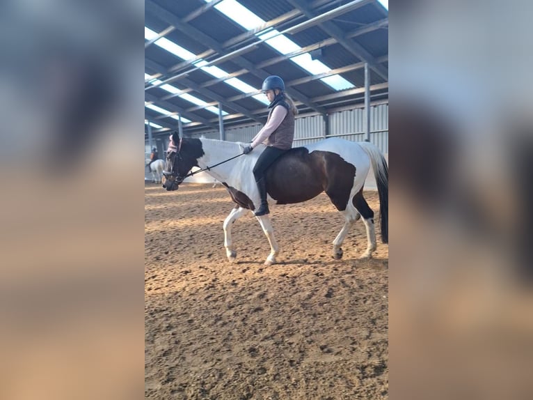 Lease/Trainpaardje gezocht