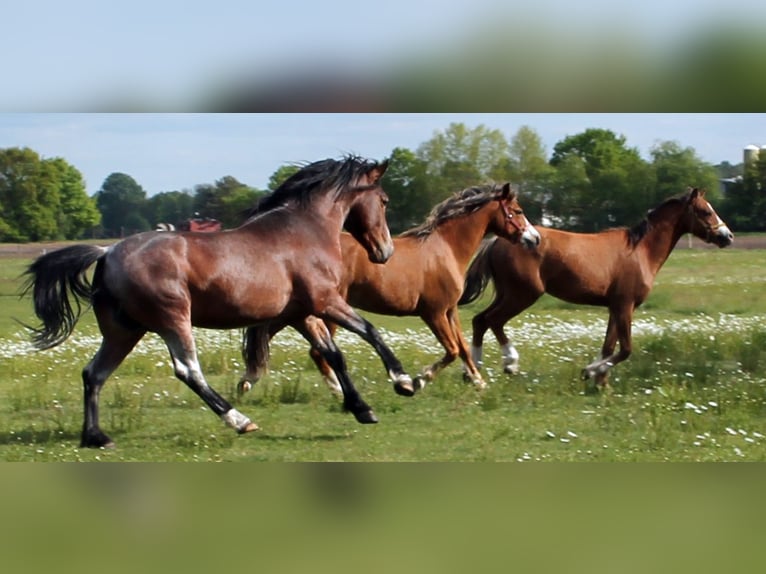 Lehmkuhlener Pony Hengst Roan-Bay in Vielank