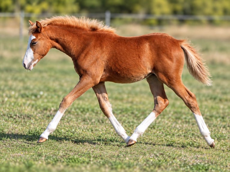 Lehmkuhlener Pony Mare Foal (04/2026) 13.2 hh Chestnut-Red in Vielank