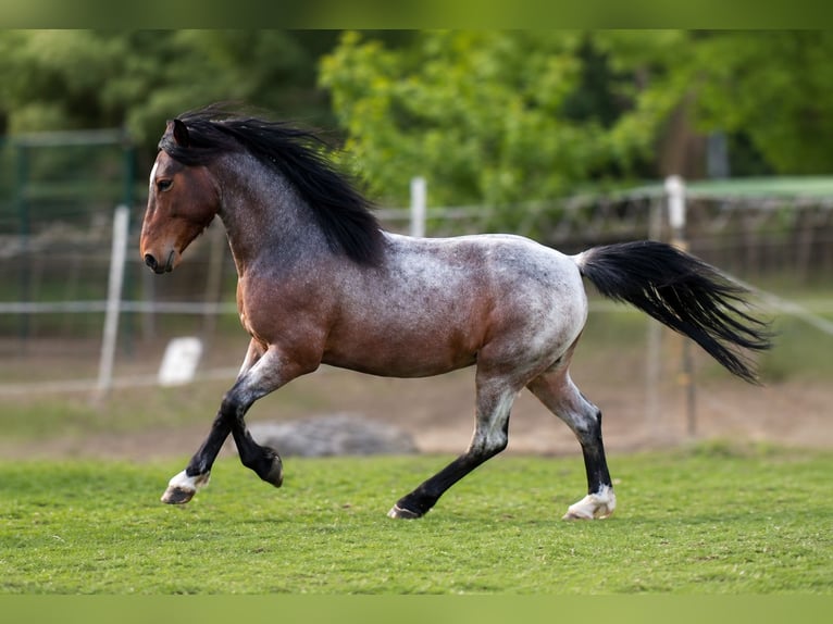 Lehmkuhlener Pony Mare Foal (04/2026) 13.2 hh Chestnut-Red in Vielank