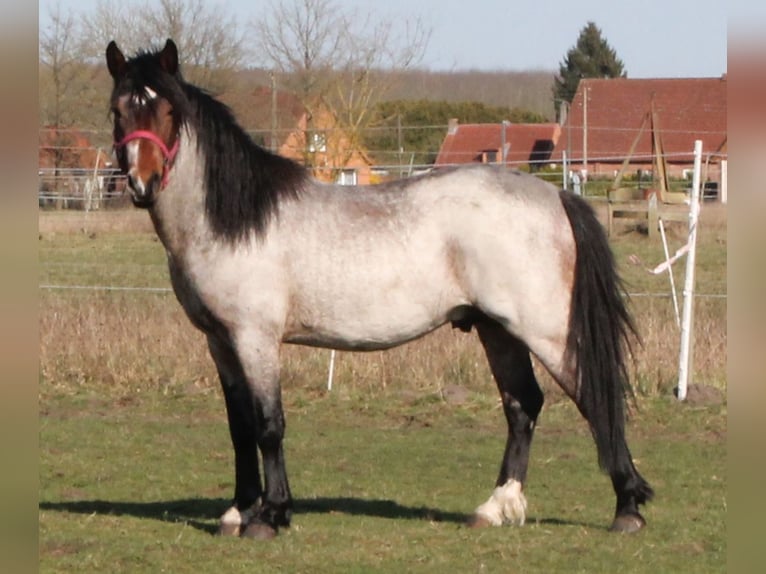 Lehmkuhlener Pony Ogier Gniadodereszowata in Vielank