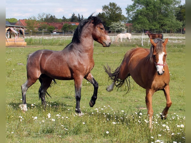 Lehmkuhlener Pony Ogier Gniadodereszowata in Vielank