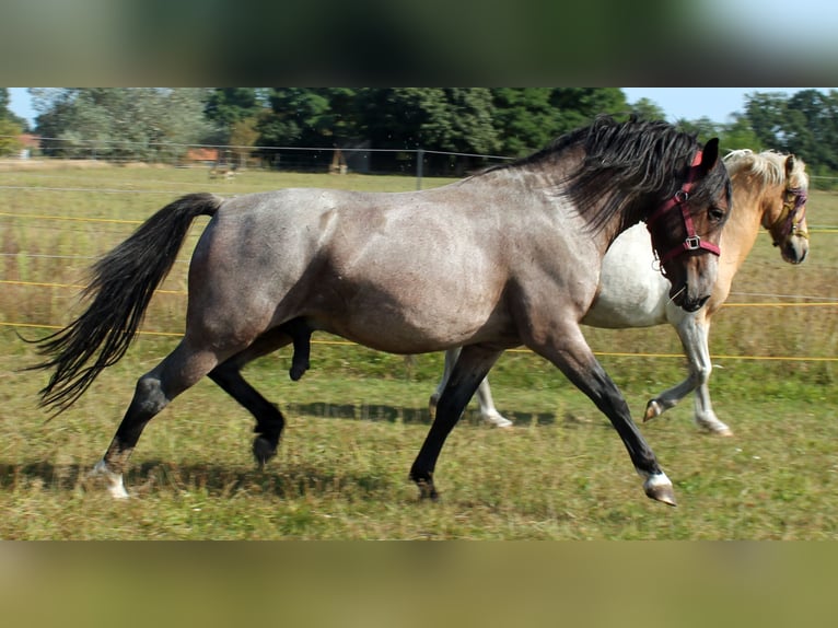Lehmkuhlener Pony Ogier Gniadodereszowata in Vielank