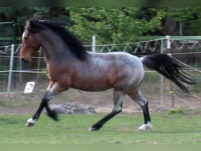 Lehmkuhlener Pony Ogier Gniadodereszowata in Vielank