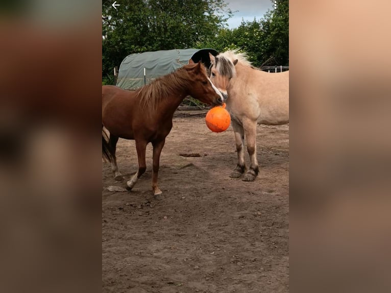 Lehmkuhlener Pony Ruin 4 Jaar 130 cm Vos in Witzeeze