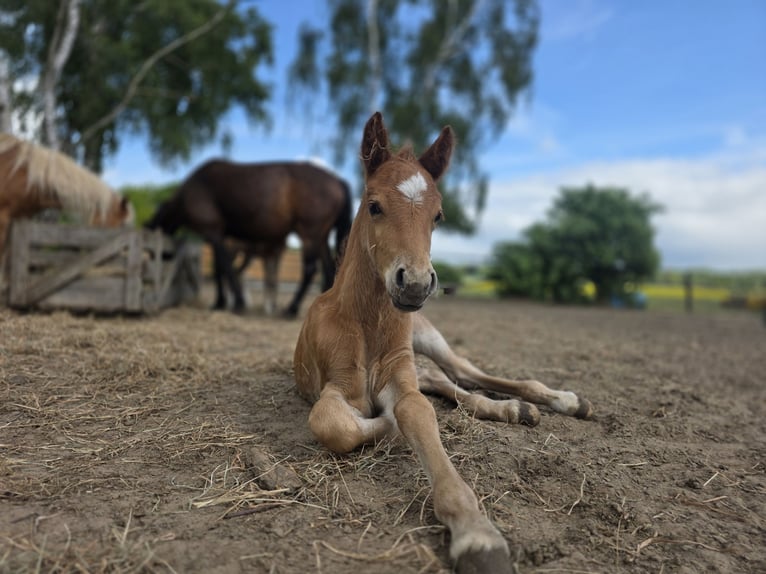 Lehmkuhlener Pony Stallion Foal (05/2026) 12.2 hh Chestnut-Red in Karstädt