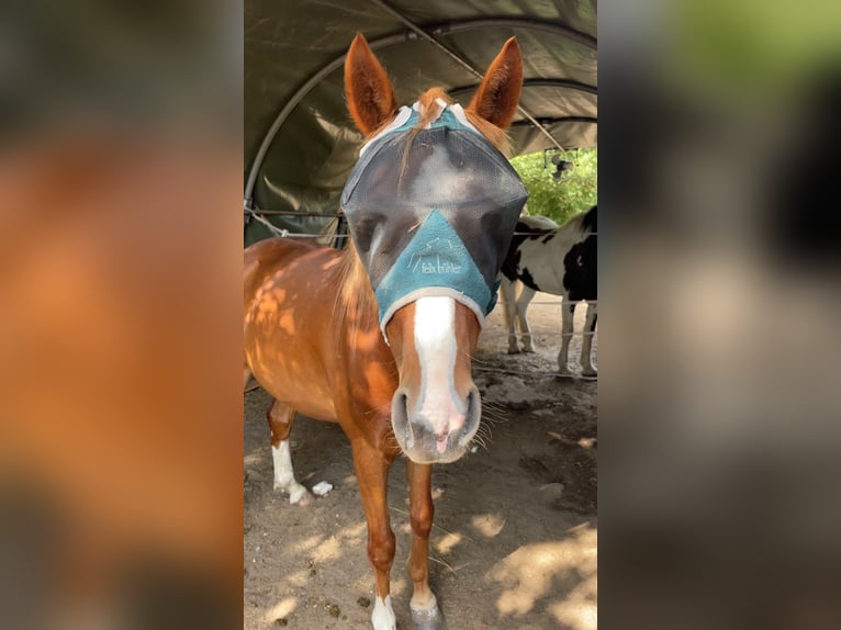 Lehmkuhlener Pony Wallach 4 Jahre 130 cm Fuchs in Witzeeze