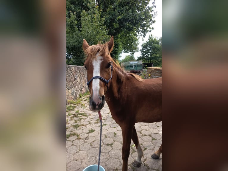 Lehmkuhlener Pony Wallach 4 Jahre 130 cm Fuchs in Witzeeze