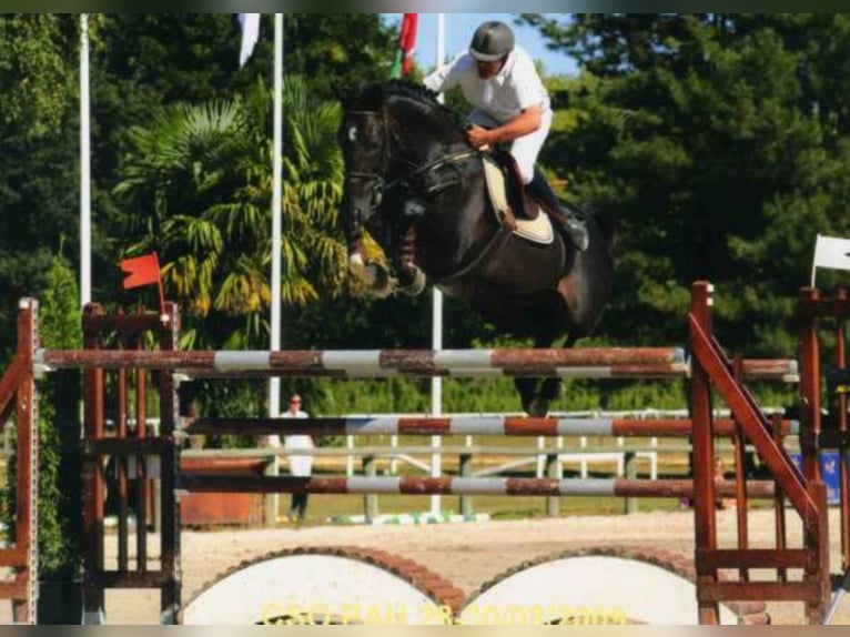L’ELU DE DUN AA Anglo-Arabo Hengst Schwarzbrauner in Walsrode