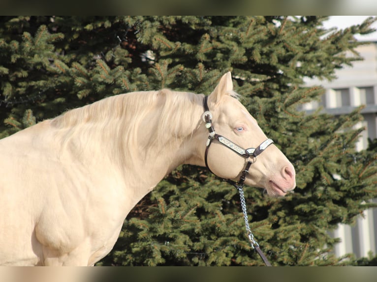 Lenas Blue Rain American Quarter Horse Ogier Cremello in Pöttsching