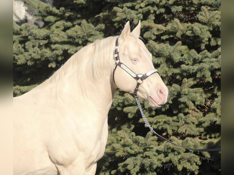 Lenas Blue Rain American Quarter Horse Stallion Cremello in Pöttsching
