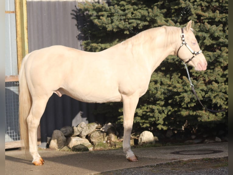 Lenas Blue Rain American Quarter Horse Stallion Cremello in Pöttsching