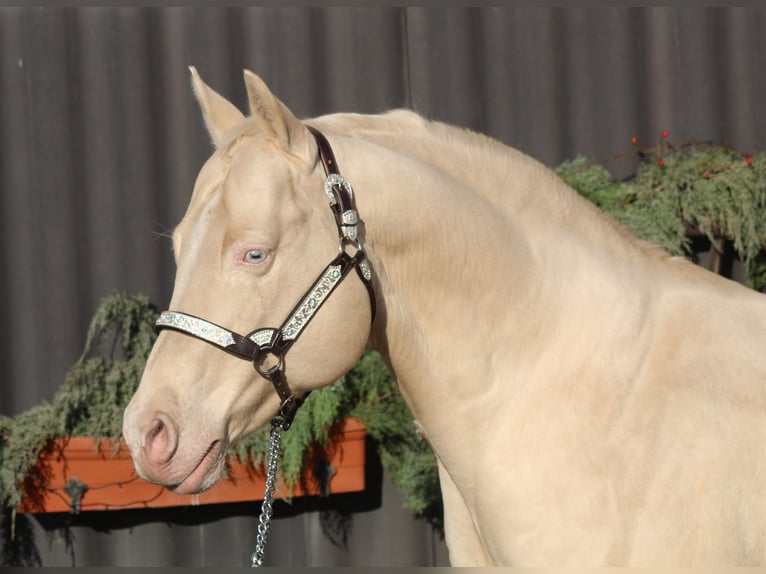 Lenas Blue Rain American Quarter Horse Stallone Cremello in Pöttsching