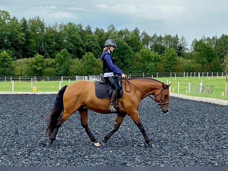 Leonhard Castrone 10 Anni 160 cm Baio in Großgmain