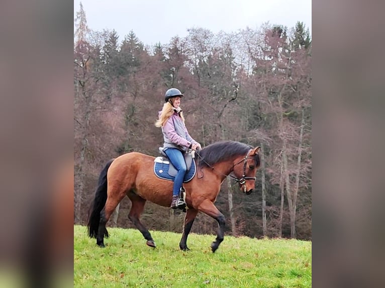 Leonhard Castrone 11 Anni 155 cm Falbo in Hundsbach
