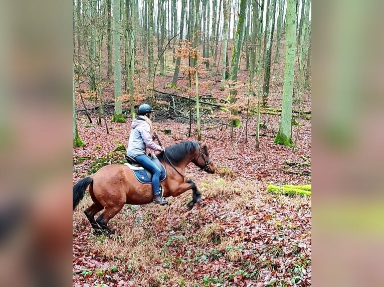 Leonhard Castrone 11 Anni 155 cm Falbo in Hundsbach
