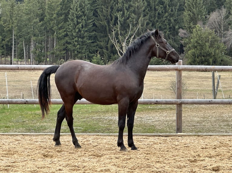 Leonhard Castrone 3 Anni 150 cm Morello in Grabenstätt