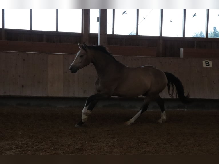 Leonhard Castrone 3 Anni 152 cm Falbo in Grabenstätt