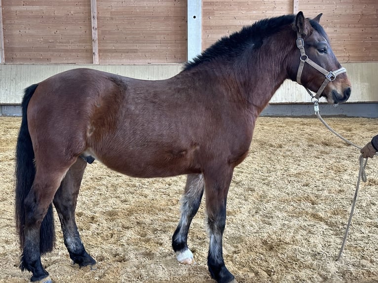 Leonhard Castrone 4 Anni 146 cm Baio in Grabenstätt