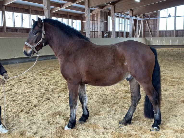 Leonhard Castrone 4 Anni 146 cm Baio in Grabenstätt