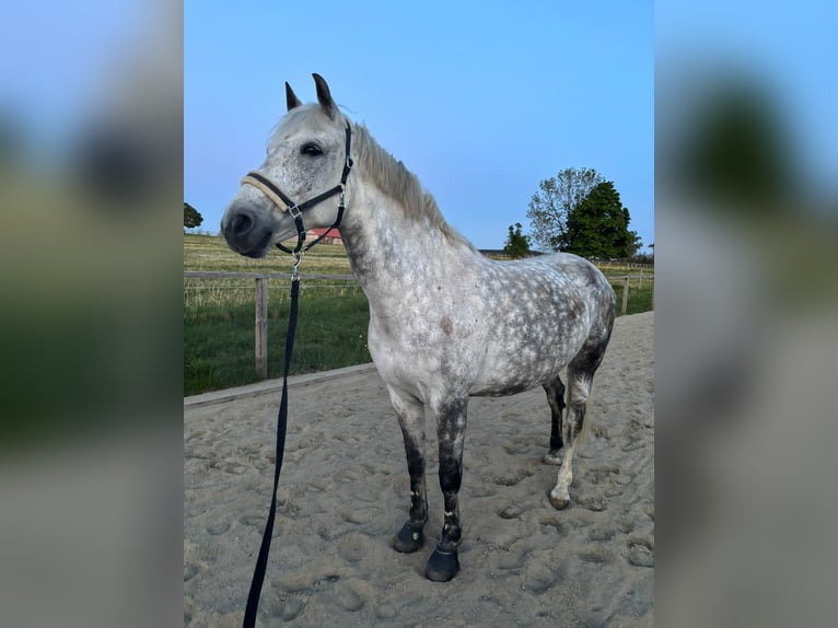 Leonhard Castrone 8 Anni 167 cm Grigio pezzato in Irsee