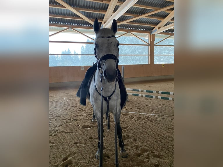 Leonhard Castrone 8 Anni 167 cm Grigio pezzato in Irsee