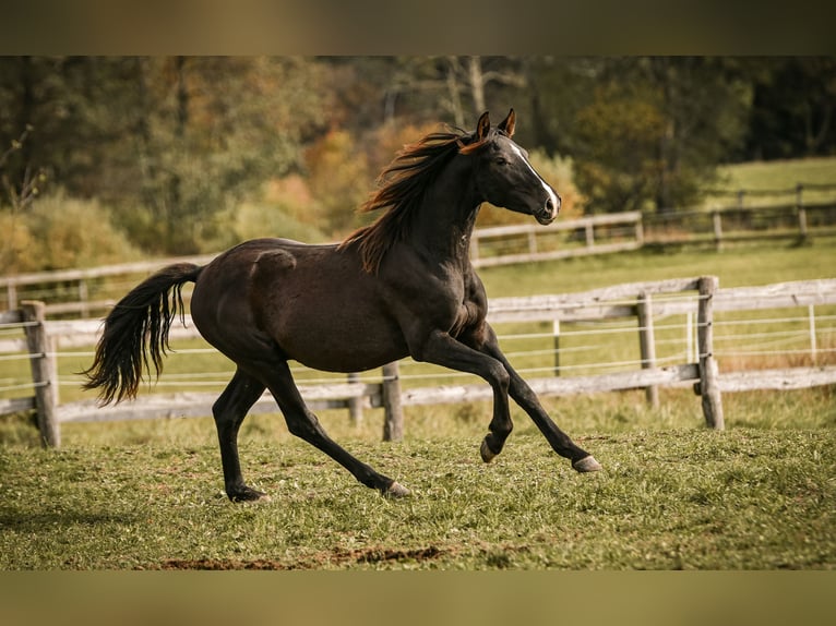 Leonhard Étalon 1 Année 145 cm Bai brun in Grabenst&#xE4;tt
