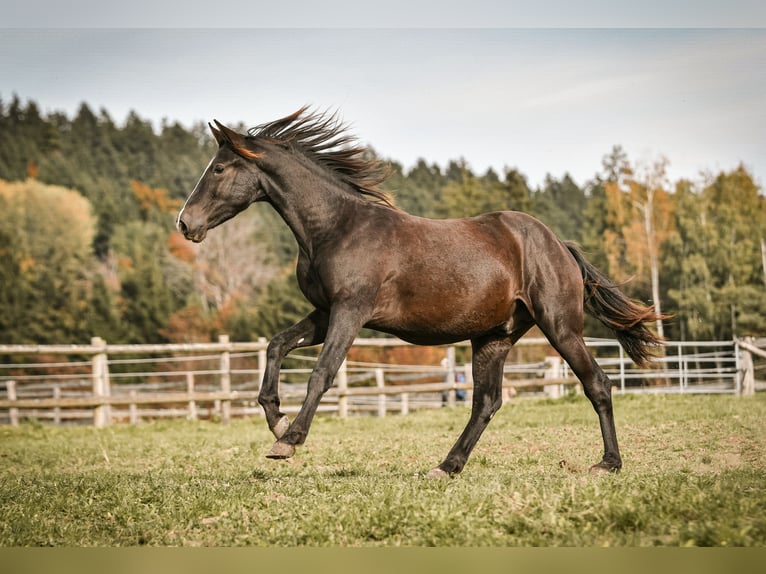 Leonhard Étalon 1 Année 145 cm Bai brun in Grabenst&#xE4;tt
